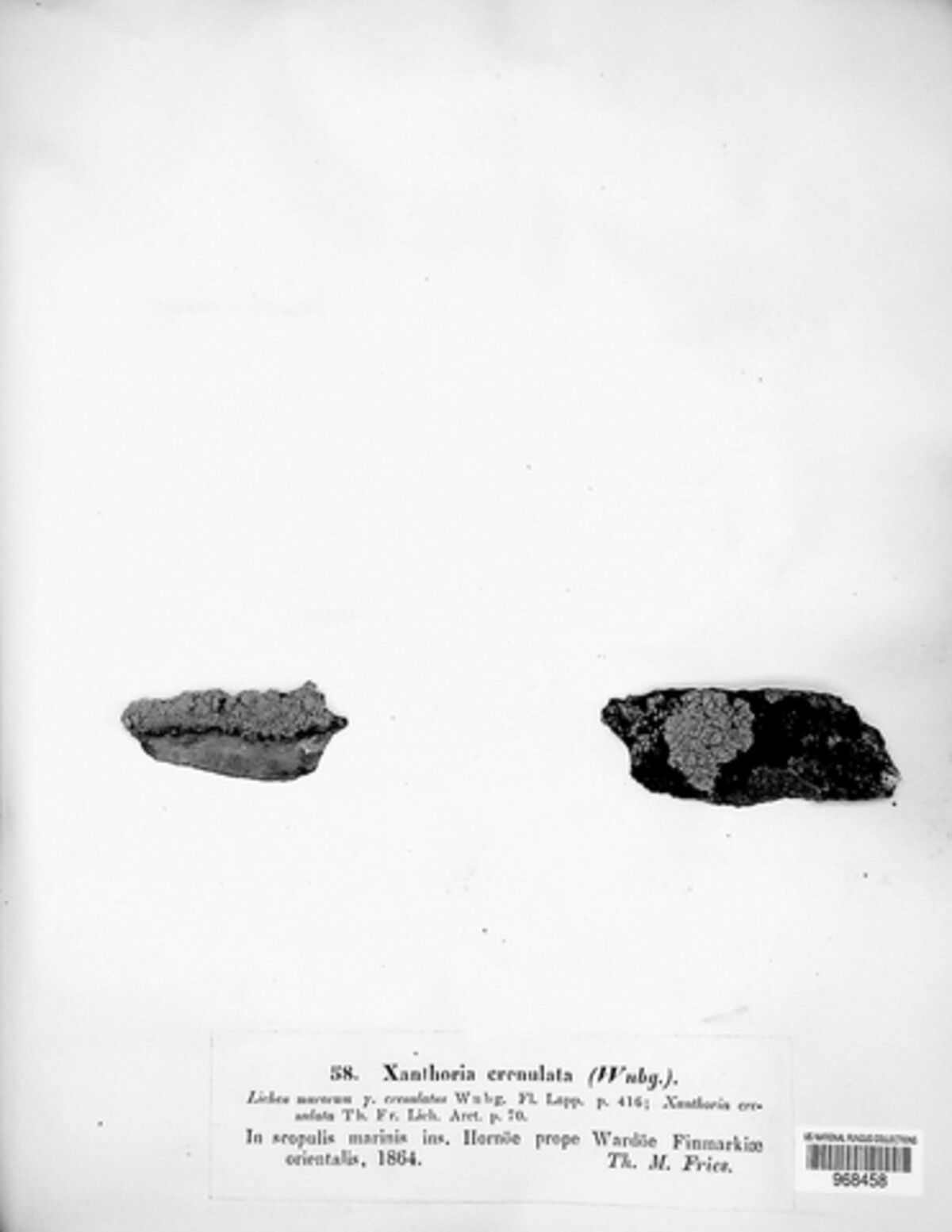Candelariella arctica image